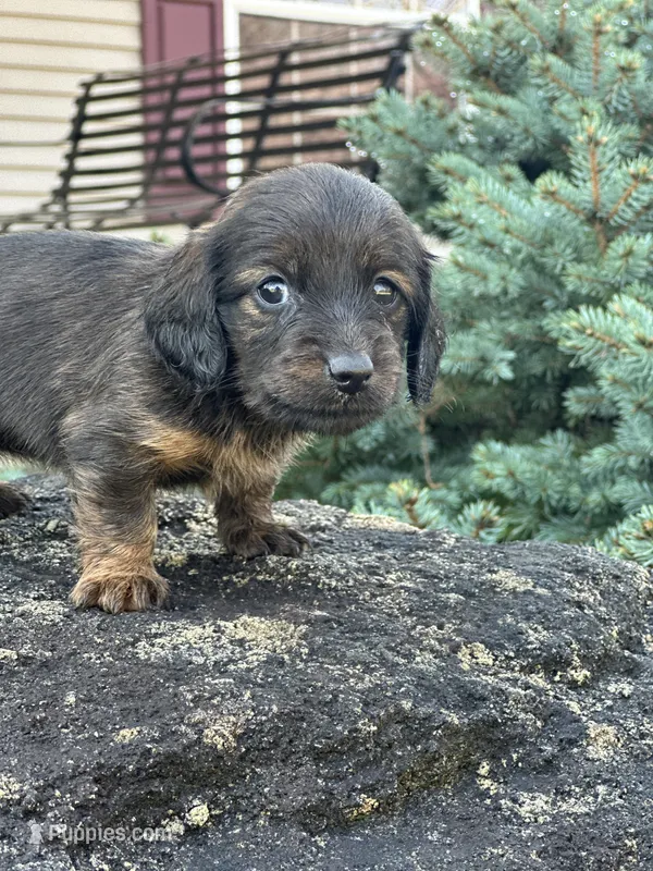 Ellie – Miniature Dachshund puppy for sale in Hillsboro, OH