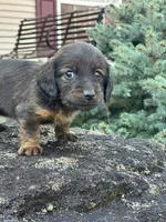 Ellie, a female Miniature Dachshund for sale in Hillsboro, OH – Photo 10 of 10