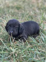 Ellie, a female Miniature Dachshund for sale in Hillsboro, OH – Photo 7 of 10