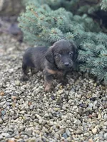 Ellie, a female Miniature Dachshund for sale in Hillsboro, OH – Photo 8 of 10