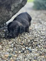 Ellie, a female Miniature Dachshund for sale in Hillsboro, OH – Photo 4 of 10