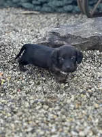 Ellie, a female Miniature Dachshund for sale in Hillsboro, OH – Photo 6 of 10