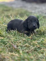 Ellie, a female Miniature Dachshund for sale in Hillsboro, OH – Photo 5 of 10