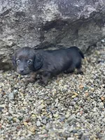 Ellie, a female Miniature Dachshund for sale in Hillsboro, OH – Photo 9 of 10