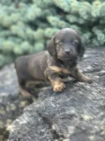 Ellie, a female Miniature Dachshund for sale in Hillsboro, OH – Photo 1 of 10