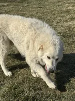 Winston, a male Maremma Sheepdog for sale in Hillsboro, OH – Photo 9 of 10