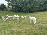 Winston, a male Maremma Sheepdog for sale in Hillsboro, OH – Photo 3 of 10