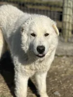 Winston, a male Maremma Sheepdog for sale in Hillsboro, OH – Photo 6 of 10