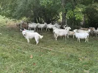 Winston, a male Maremma Sheepdog for sale in Hillsboro, OH – Photo 4 of 10