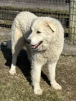 Winston, a male Maremma Sheepdog for sale in Hillsboro, OH – Photo 1 of 10
