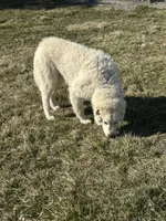 Winston, a male Maremma Sheepdog for sale in Hillsboro, OH – Photo 10 of 10