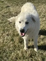 Winston, a male Maremma Sheepdog for sale in Hillsboro, OH – Photo 8 of 10
