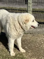 Winston, a male Maremma Sheepdog for sale in Hillsboro, OH – Photo 7 of 10