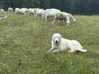 Winston, a male Maremma Sheepdog for sale in Hillsboro, OH – Photo 2 of 10
