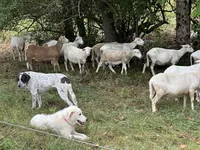 Winston, a male Maremma Sheepdog for sale in Hillsboro, OH – Photo 5 of 10
