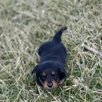 Quinnie, a female Miniature Dachshund for sale in Hillsboro, OH – Photo 3 of 10