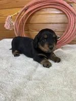 Quinnie, a female Miniature Dachshund for sale in Hillsboro, OH – Photo 1 of 10
