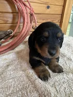 Quinnie, a female Miniature Dachshund for sale in Hillsboro, OH – Photo 7 of 10