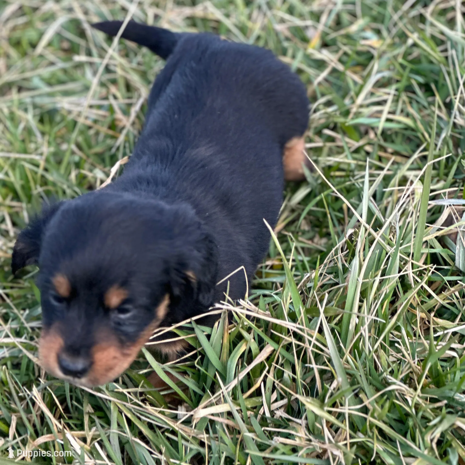 Quinnie, a female Miniature Dachshund for sale in Hillsboro, OH – Photo 8 of 10