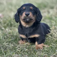 Quinnie, a female Miniature Dachshund for sale in Hillsboro, OH – Photo 1 of 10
