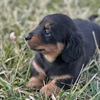 Quinnie, a female Miniature Dachshund for sale in Hillsboro, OH – Photo 6 of 10