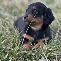Quinnie, a female Miniature Dachshund for sale in Hillsboro, OH – Photo 5 of 10