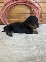 Quinnie, a female Miniature Dachshund for sale in Hillsboro, OH – Photo 8 of 10