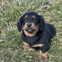 Quinnie, a female Miniature Dachshund for sale in Hillsboro, OH – Photo 10 of 10