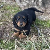 Quinnie, a female Miniature Dachshund for sale in Hillsboro, OH – Photo 2 of 10