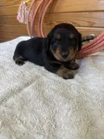 Quinnie, a female Miniature Dachshund for sale in Hillsboro, OH – Photo 5 of 10