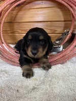 Quinnie, a female Miniature Dachshund for sale in Hillsboro, OH – Photo 4 of 10