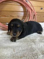 Quinnie, a female Miniature Dachshund for sale in Hillsboro, OH – Photo 3 of 10