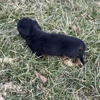 Quinnie, a female Miniature Dachshund for sale in Hillsboro, OH – Photo 9 of 10