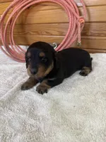 Quinnie, a female Miniature Dachshund for sale in Hillsboro, OH – Photo 10 of 10