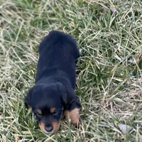 Quinnie, a female Miniature Dachshund for sale in Hillsboro, OH – Photo 7 of 10