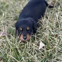 Quinnie, a female Miniature Dachshund for sale in Hillsboro, OH – Photo 4 of 10