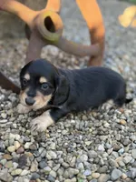 Paisley - AKC, a female Miniature Dachshund for sale in Hillsboro, OH – 3 of 10