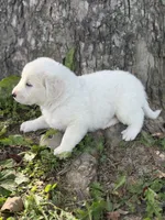 Samson LGD, a male Anatolian Shepherd Dog and Maremma Sheepdog for sale in Hillsboro, OH – 4 of 10
