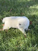 Bear LGD, a male Anatolian Shepherd Dog and Maremma Sheepdog for sale in Hillsboro, OH – 8 of 10