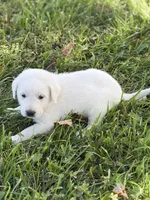Willow LGD, a female Anatolian Shepherd Dog and Maremma Sheepdog for sale in Hillsboro, OH – 4 of 10