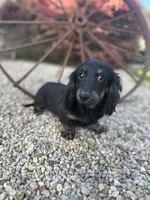 Cooper, a male Miniature Dachshund for sale in Hillsboro, OH – 1 of 10