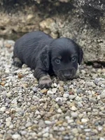 Cooper, a male Miniature Dachshund for sale in Hillsboro, OH – Photo 7 of 10
