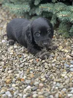 Cooper, a male Miniature Dachshund for sale in Hillsboro, OH – Photo 1 of 10