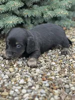 Cooper, a male Miniature Dachshund for sale in Hillsboro, OH – Photo 9 of 10