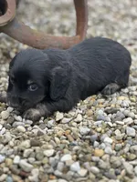 Cooper, a male Miniature Dachshund for sale in Hillsboro, OH – Photo 5 of 10