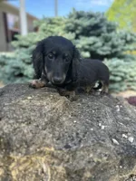 Cooper, a male Miniature Dachshund for sale in Hillsboro, OH – 4 of 10