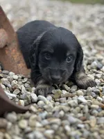 Cooper, a male Miniature Dachshund for sale in Hillsboro, OH – Photo 2 of 10