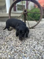 Cooper, a male Miniature Dachshund for sale in Hillsboro, OH – 5 of 10