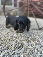 Cooper, a male Miniature Dachshund for sale in Hillsboro, OH – 2 of 10