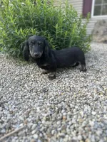 Cooper, a male Miniature Dachshund for sale in Hillsboro, OH – 8 of 10